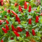 20 PCS Seeds White Hot Chili Pepper Seed Non-gmo Organic Heirloom Vegetables