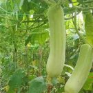8 PCS Seeds White Jade Luffa Organic Vegetables 8 PCS Seeds White Jade Luffa Organic Vegetables