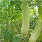 8 PCS Seeds White Jade Luffa Organic Vegetables