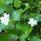 10 PCS Seeds White jasmine seeds, Arabian jasmine aromatic plant good smell chinese flower 10 PCS Seeds White jasmine seeds, Arabian jasmine aromatic plant good smell chinese flower