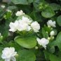 10 PCS Seeds White jasmine seeds, Arabian jasmine aromatic plant good smell chinese flower