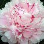 5 PCS Seeds White Little Red Peony Shrub Flower