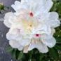 5 PCS Seeds White Little Red Peony Shrub Flower