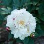 5 PCS Seeds White Little Red Peony Shrub Flower