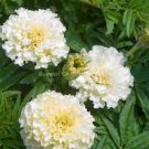50 PCS Seeds White Marigold French Vanilla Hybrid Flowers 50 PCS Seeds White Marigold French Vanilla Hybrid Flowers