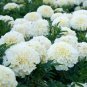 50 PCS Seeds White Marigold French Vanilla Hybrid Flowers