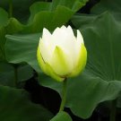 1 PCS Seeds White Nelumbo Nucifera Lotus Flower w Red Edge Hybrid Pond Plant