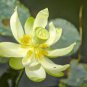 1 PCS Seeds White Nelumbo Nucifera Lotus Flower w Red Edge Hybrid Pond Plant