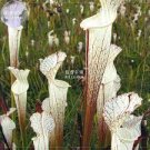 5 PCS Seeds White Nepenthes heirloom pitcher plant 5 PCS Seeds White Nepenthes heirloom pitcher plant