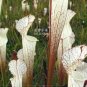 5 PCS Seeds White Nepenthes heirloom pitcher plant