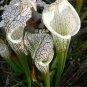 5 PCS Seeds White Nepenthes heirloom pitcher plant
