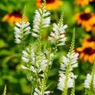 20 PCS Seeds White OBEDIENT PLANT 20 PCS Seeds White OBEDIENT PLANT