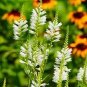 20 PCS Seeds White OBEDIENT PLANT