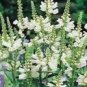 20 PCS Seeds White OBEDIENT PLANT
