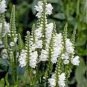 20 PCS Seeds White OBEDIENT PLANT