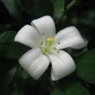 20 PCS Seeds White Orange Jasmine Kamuning Seeds, Hedging Garden Plants 20 PCS Seeds White Orange Jasmine Kamuning Seeds, Hedging Garden Plants
