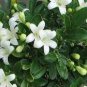 20 PCS Seeds White Orange Jasmine Kamuning Seeds, Hedging Garden Plants