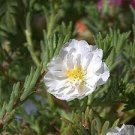 100 PCS Seeds White Portulaca Grandiflora 100 PCS Seeds White Portulaca Grandiflora