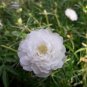 100 PCS Seeds White Portulaca Grandiflora