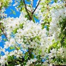 10 PCS Seeds White Prunus Mini Bonsai Pear Plant Tree 10 PCS Seeds White Prunus Mini Bonsai Pear Plant Tree