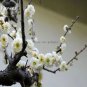 10 PCS Seeds White Prunus Mini Bonsai Pear Plant Tree