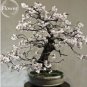 10 PCS Seeds White Prunus Mini Bonsai Pear Plant Tree