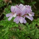 5 PCS Seeds White Purple Lobed And Finely Wrinkled Geranium 5 PCS Seeds White Purple Lobed And Finely Wrinkled Geranium