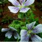 5 PCS Seeds White Purple Lobed And Finely Wrinkled Geranium