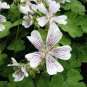 5 PCS Seeds White Purple Lobed And Finely Wrinkled Geranium