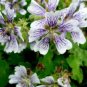 5 PCS Seeds White Purple Lobed And Finely Wrinkled Geranium
