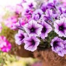 200 PCS Seeds White Purple Petunia 200 PCS Seeds White Purple Petunia
