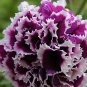 200 PCS Seeds White Purple Petunia