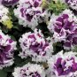 200 PCS Seeds White Purple Petunia