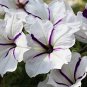 200 PCS Seeds White Purple Petunia