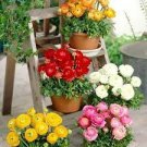 100 PCS Seeds White Ranunculus Plant DIY Potted Plants Germination