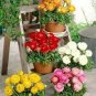 100 PCS Seeds White Ranunculus Plant DIY Potted Plants Germination