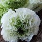100 PCS Seeds White Ranunculus Plant DIY Potted Plants Germination