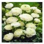 100 PCS Seeds White Ranunculus Plant DIY Potted Plants Germination