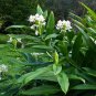 60 PCS Seeds White Sesame Gingili