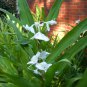 60 PCS Seeds White Sesame Gingili