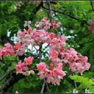 30 PCS Seeds white shower tree cassia bakeriana stunning apple blossom cassia 30 PCS Seeds white shower tree cassia bakeriana stunning apple blossom cassia