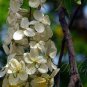 30 PCS Seeds white shower tree cassia bakeriana stunning apple blossom cassia