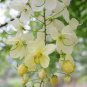30 PCS Seeds white shower tree cassia bakeriana stunning apple blossom cassia