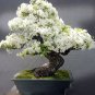 30 PCS Seeds white shower tree cassia bakeriana stunning apple blossom cassia