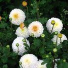 50 PCS Seeds White Spice Snowball Flower