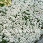 50 PCS Seeds White Spice Snowball Flower