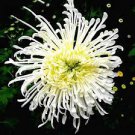 50 PCS Seeds White Spider Chrysanthemum Bonsai Flowers 50 PCS Seeds White Spider Chrysanthemum Bonsai Flowers