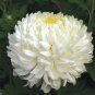 50 PCS Seeds White Spider Chrysanthemum Bonsai Flowers