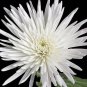 50 PCS Seeds White Spider Chrysanthemum Bonsai Flowers