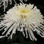 50 PCS Seeds White Spider Chrysanthemum Bonsai Flowers